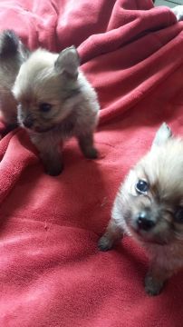 Filhotes macho spitz alemao