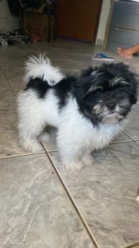 Filhote de Shih Tzu macho 