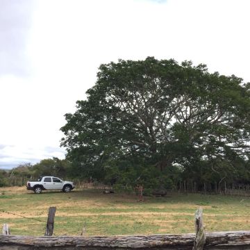 Propriedade 2.600 Tarefas em Morro do Chapéu