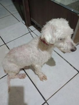 Podloo Adorável Procurando Lar