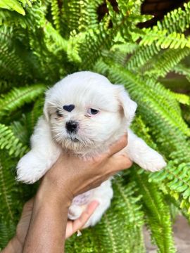 Filhote Shih Tzu - macho 