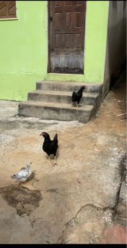 Vendo galinha 