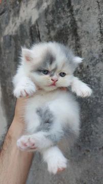Gatinho Persa 