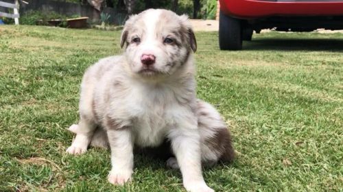 Border Collie 