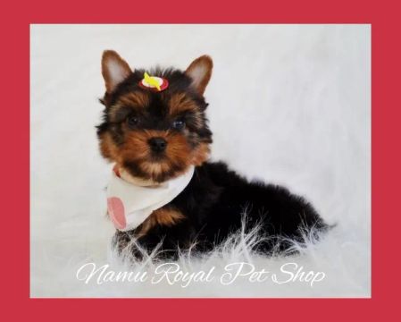 Yorkshire machinho pequeno disponível