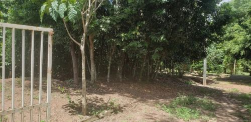 Sítio em MG 432 KM 15.7 - Caracóis de Baixo - Esmeraldas/MG