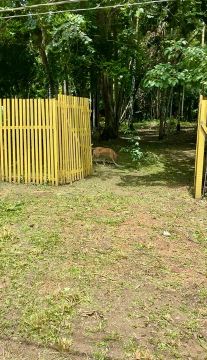 Sítio na Av. Everaldo Martins km 07 com igarapé 