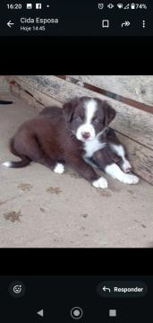 Filhotes Border Collie