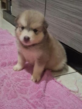 Husky siberiano 