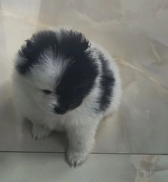 Filhote de Spitz Alemão