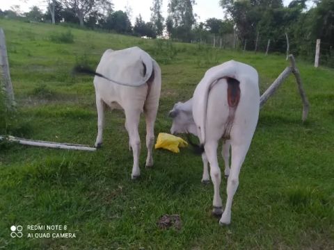 Vendo ou troco novilhas por garrote nelore 