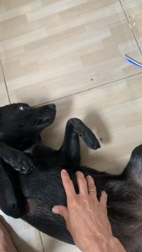 Cadela 