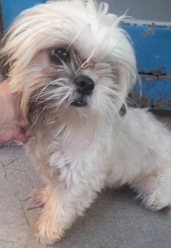 Shih Tzu  femea