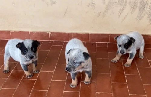 Cachorro 