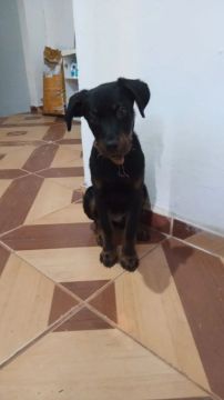 Filhote de rottweiler 