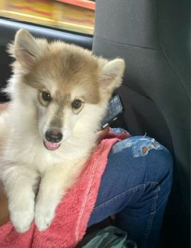 Husky Siberiano lindo!