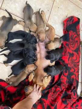 Doação de filhotes de cachorro, chamar wpp: + *
