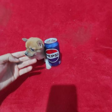 Chihuahua com pinscher macho com 65 dias pai pesa 900 grama com vasina 