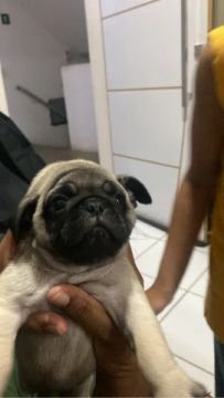 Filhote de Pug 