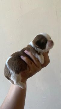Filhote Shih Tzu - Chocolate e Branco