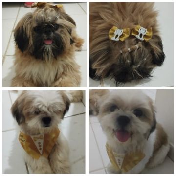 Filhote Shih tzu macho 750