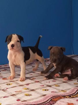 Filhotes de Pitmonster/American Bully