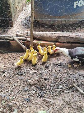 Filhote de Pato R$10 cada unidade 