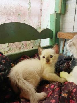 GATINHO SIAMÊS PARA DOAÇÃO 