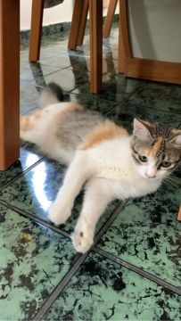 Gatinhas fofas para Adoção 