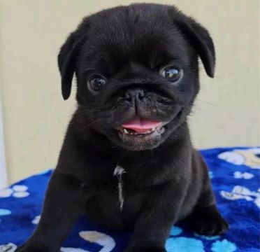 Filhote Pug black e Abricot ambos (fêmea)