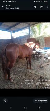 Cavalo Mangalarga Marchador 