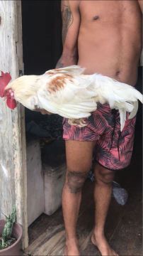 Casal galinha