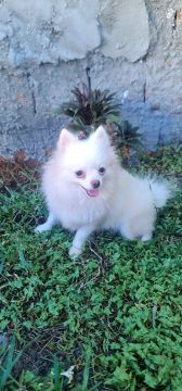 Spitz Alemão anão fêmea prenha 
