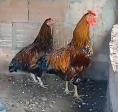 Frango de wyandotte