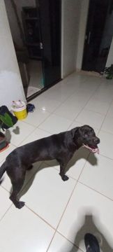 Vende se Rottweiler com dog alemão 