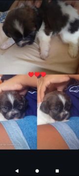Filhotes Shih Tzu Lindos
