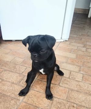 Pug Fêmea Preta Pura, vacinada e vermifugada está em Cuiabá