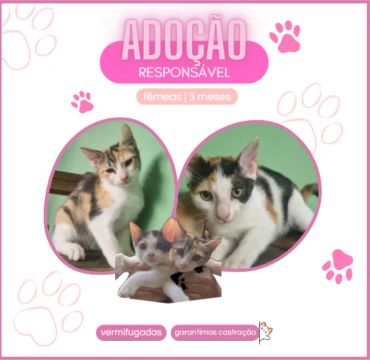 Gatinhas - 3 meses [Adoção Responsável]