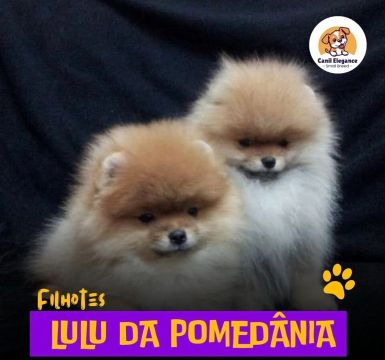 Lulu da pomerania 