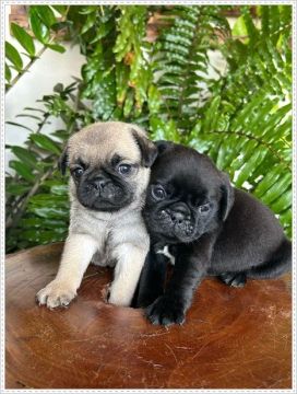Pug Macho e Fêmea Preto e Abricó. Pronta entrega.