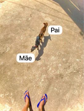 Mini Pinscher macho 800$ vacinado