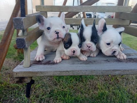 Lindo bulldog francês vendas com pedigre.