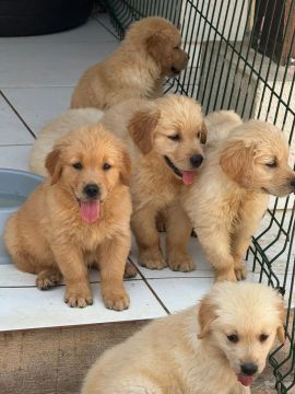 Filhotes Golden Retriever puros