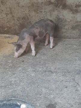 PORCA