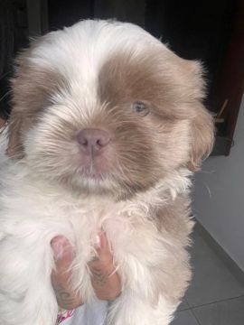 Filhote Shih Tzu