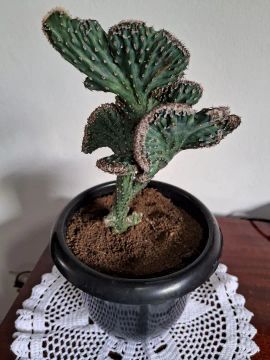 Cacto rabo de sereia em vaso
