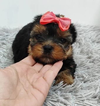 Yorkshire micro macho e fêmea com pedigree 