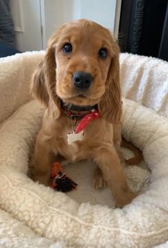 Cocker Spaniel: Amor, Fofura e Fidelidade em um Só Pacote!