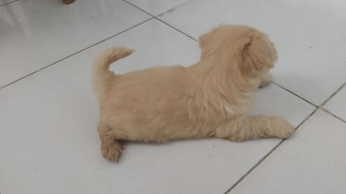 Filhote de cachorro