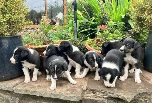 Border Collie Filhotes Lindos!